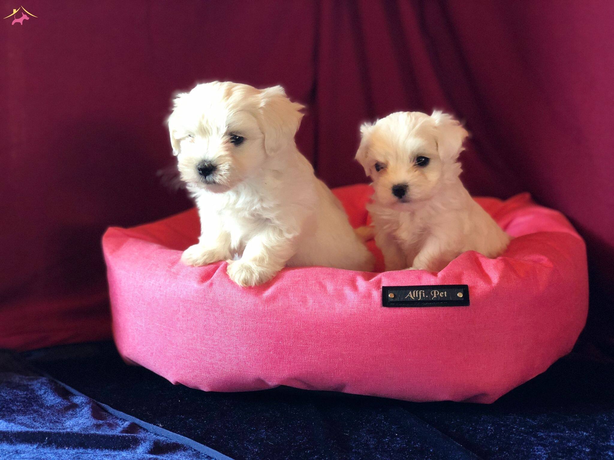 Irk Ve Sağlık Garantili Maltese Terrier Yavruları