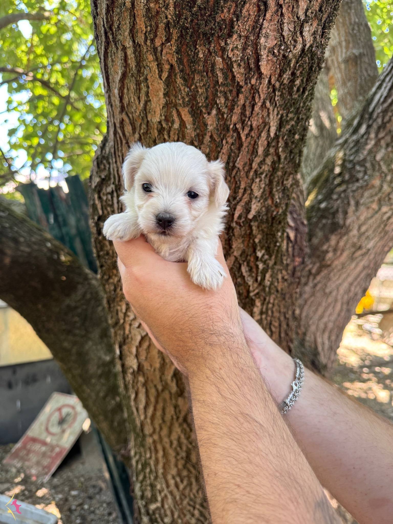 Tea Cup Maltese Terrier Yavruları