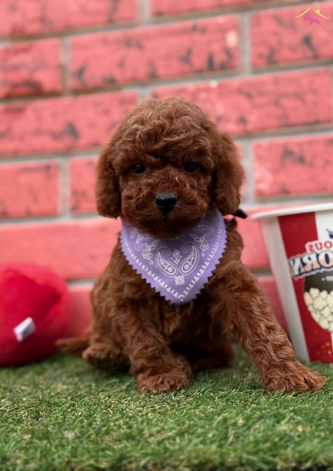 Red Brown Toy Poodle Bebekler