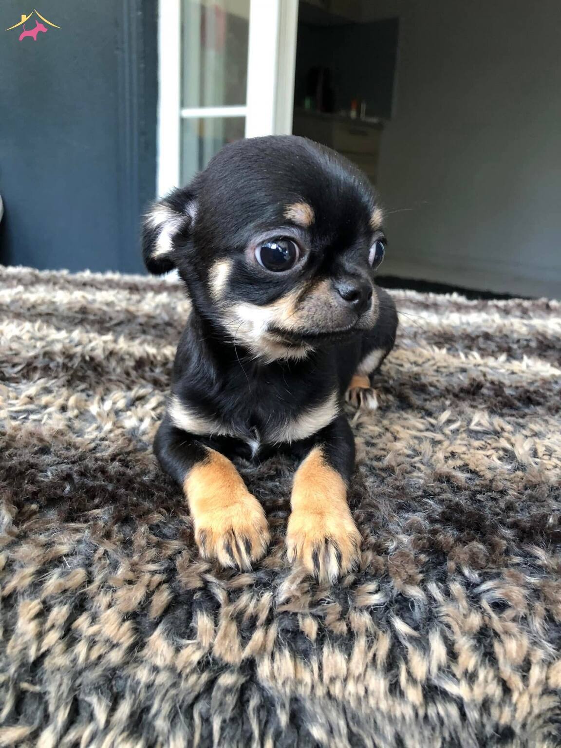 Chihuahua Yavrularımiz Hazırdır