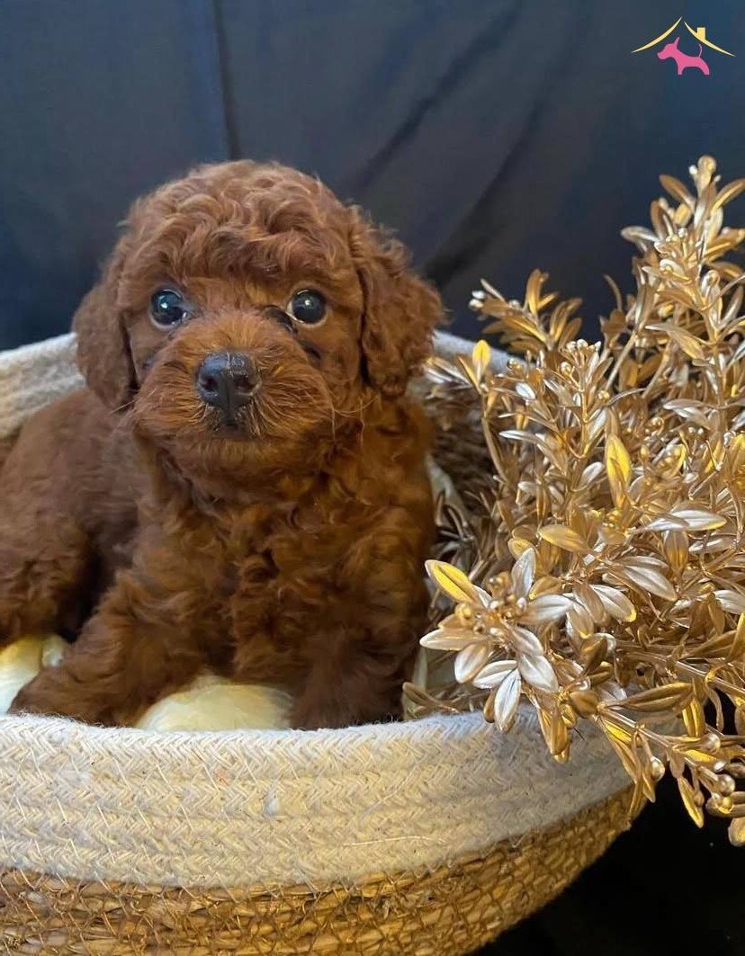 Sevimlilik Garantili Mini Poodle Yavrular