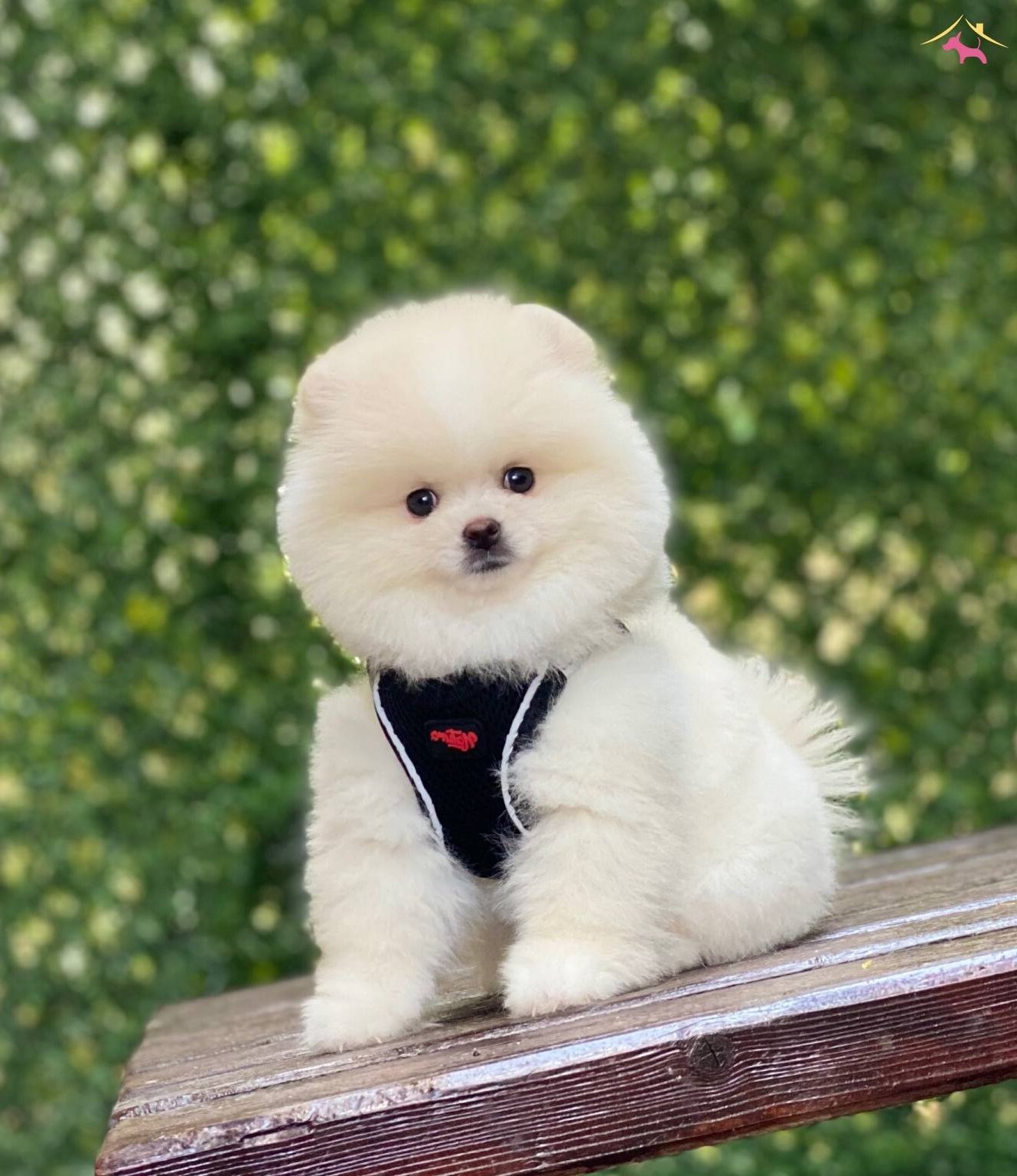 Asılı Pomeranian Boo