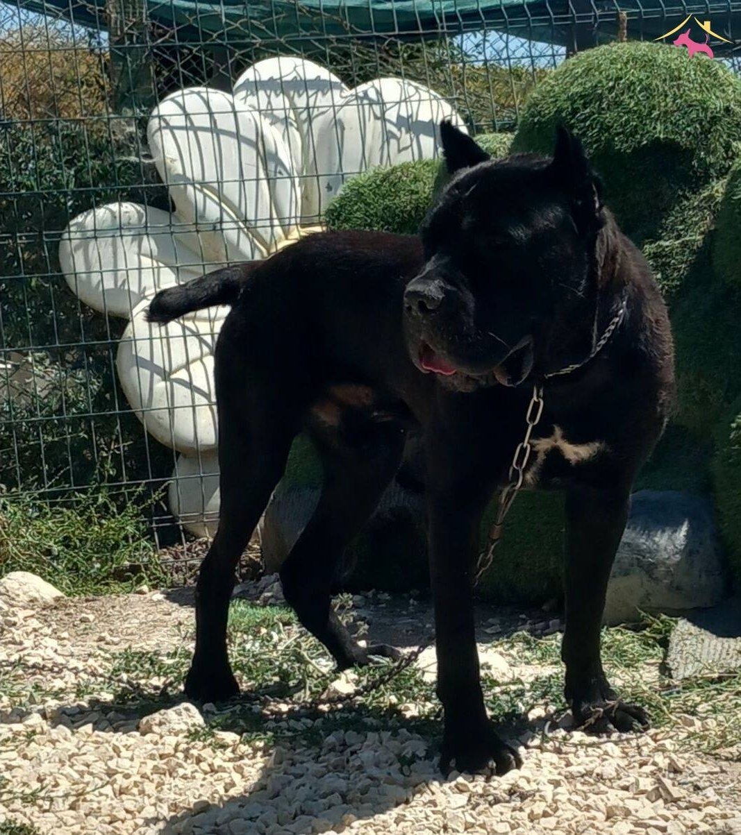 Cane Corso Genc Erkek Ve Disiler