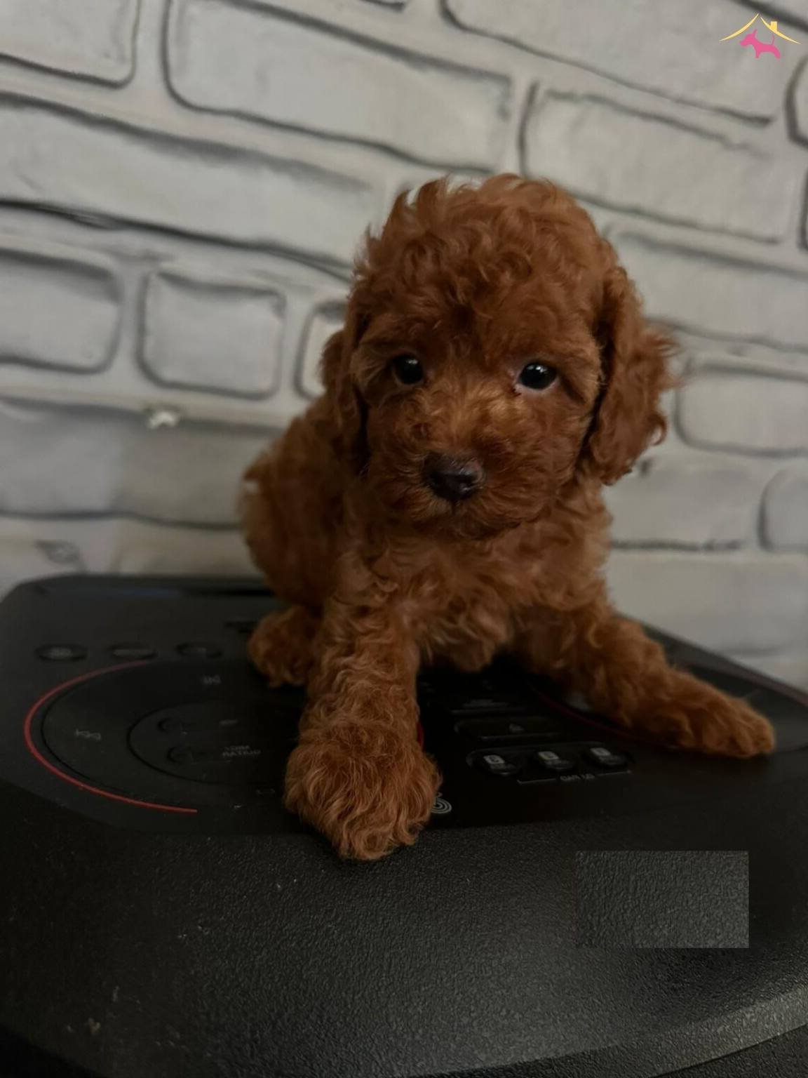 Secere Belgeli Toy Poodle Bebekler