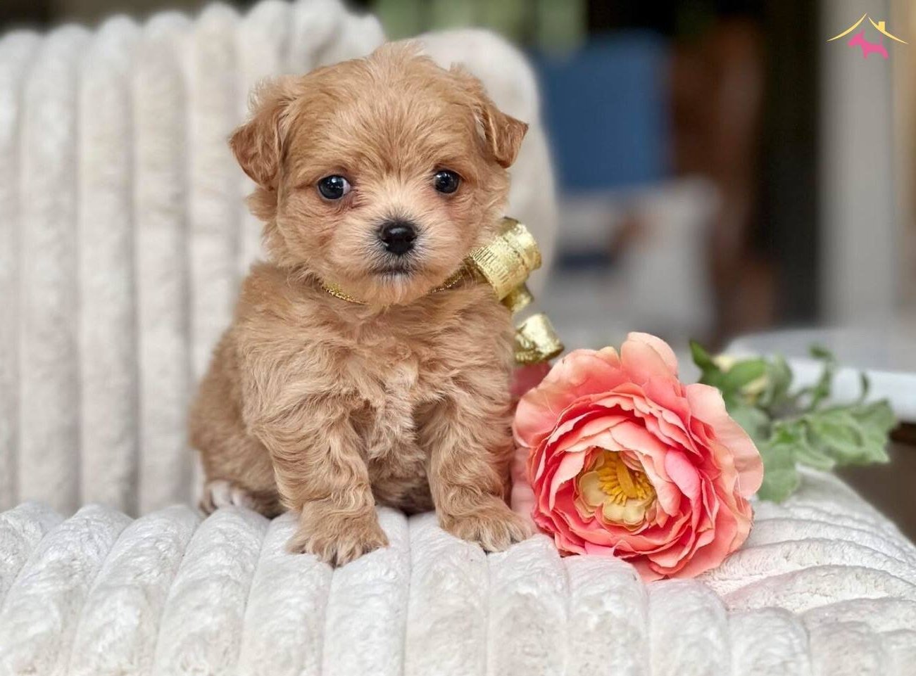 Akıllı Ev Ortamına Uyumlu Maltipoo