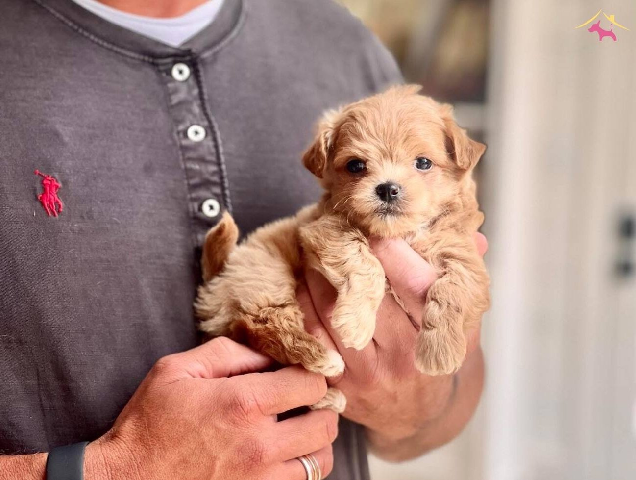 Akıllı Ev Ortamına Uyumlu Maltipoo