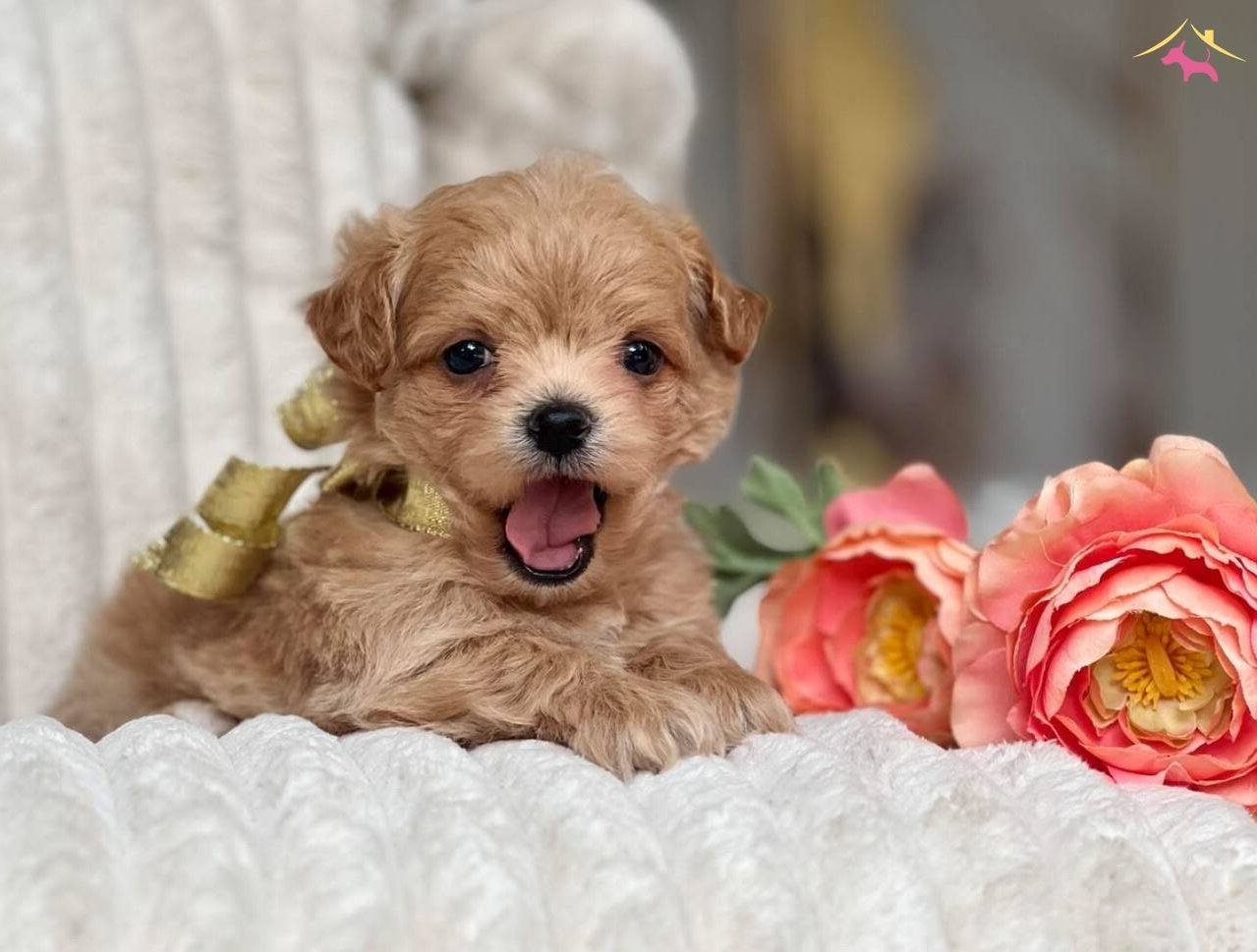 Akıllı Ev Ortamına Uyumlu Maltipoo