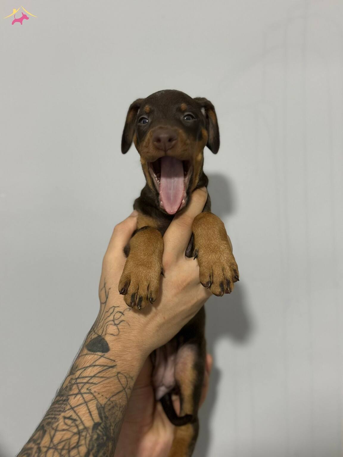 Dusmana Korku Dosta Guven Veren Doberman