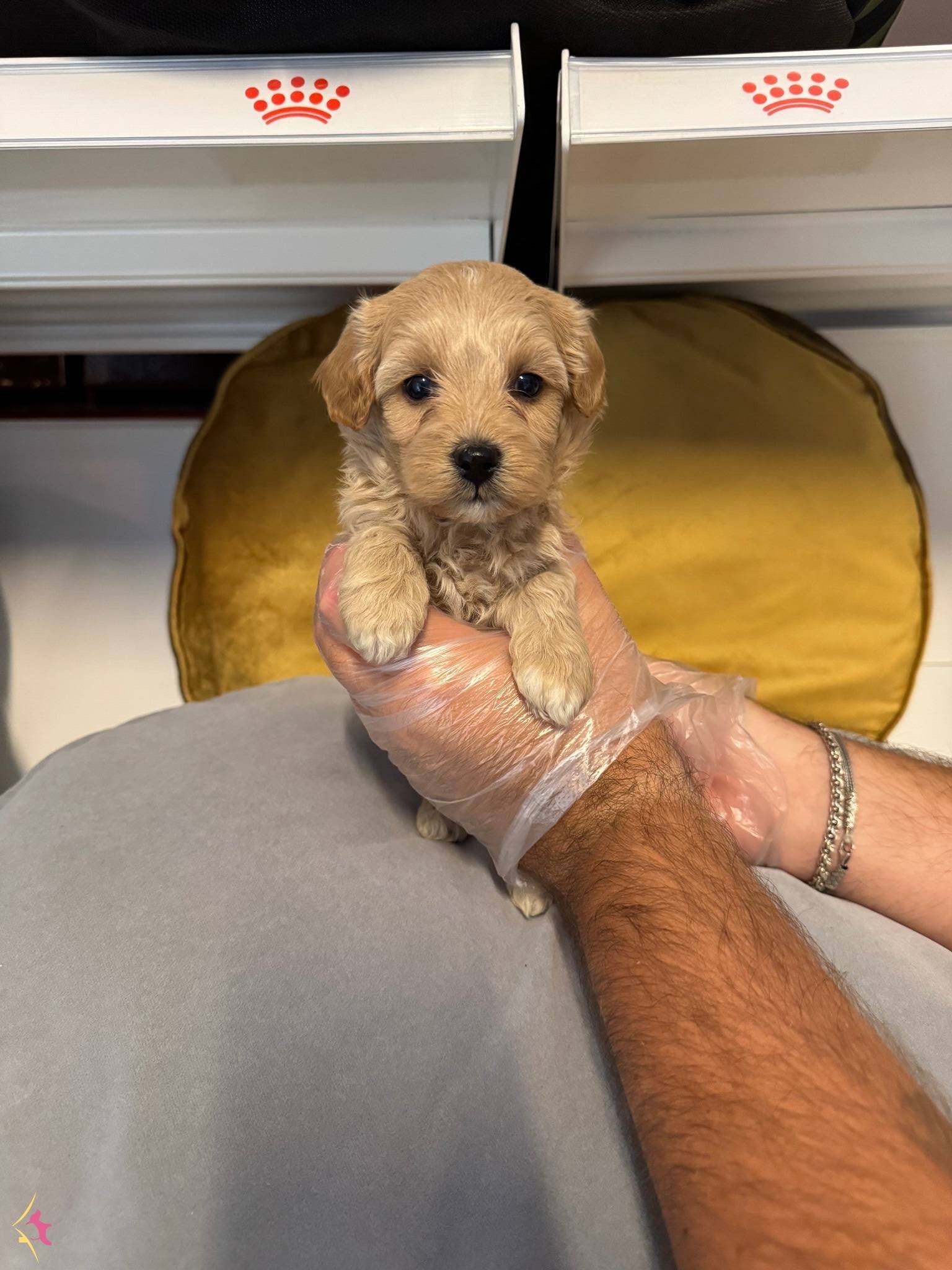 Tea Cup Maltipoo Bebeklerimiz