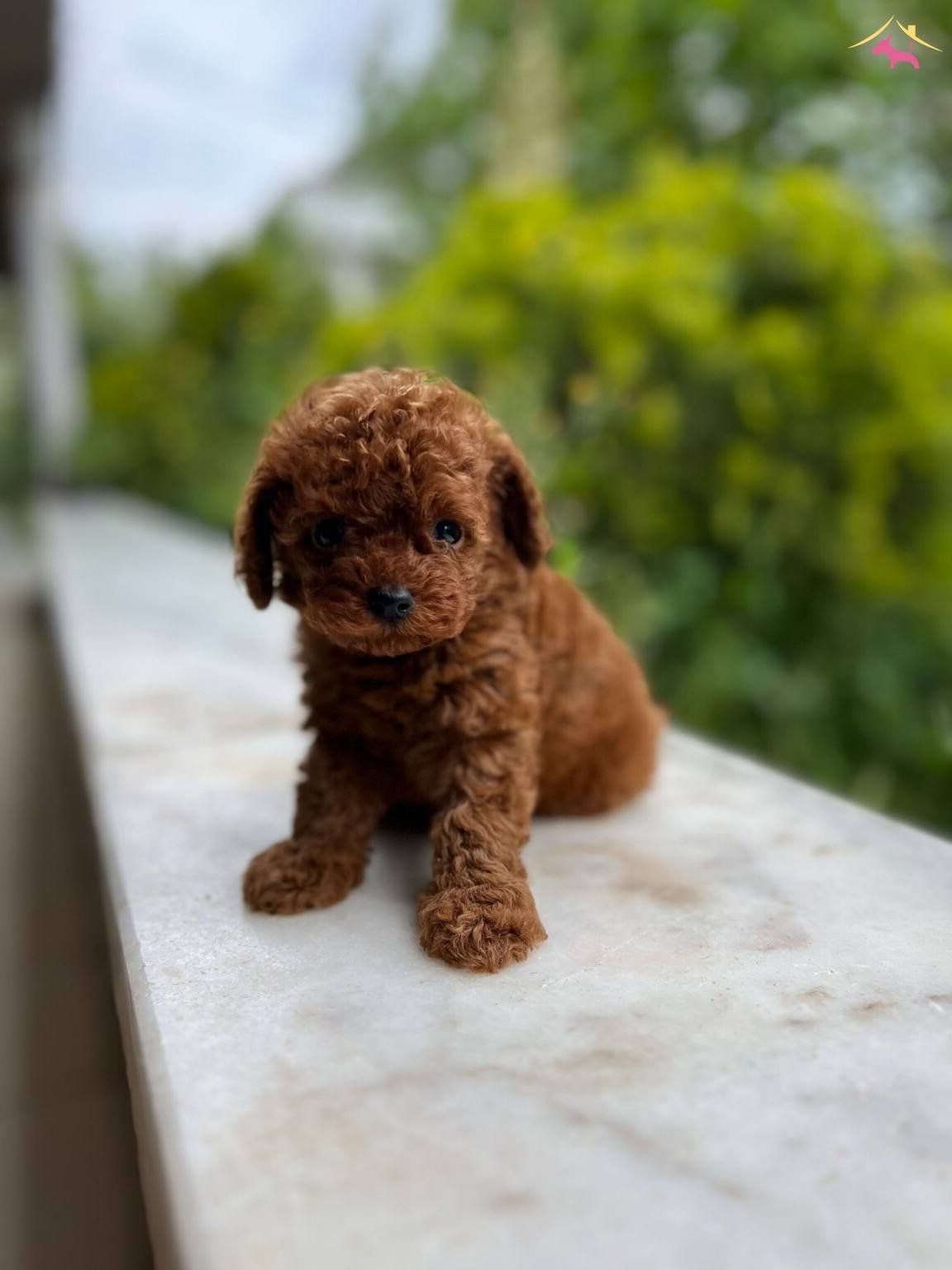 Petmode Kopek Ciftliginden Redbrown Toy Poodle Lar