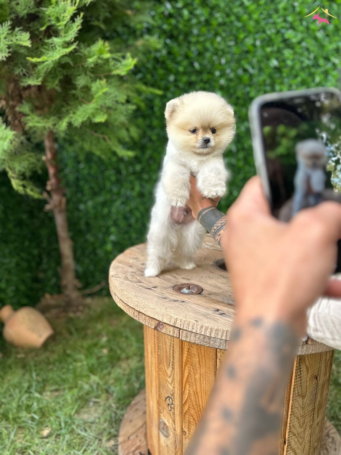 Ayı Surat Pomeranian Bebekler