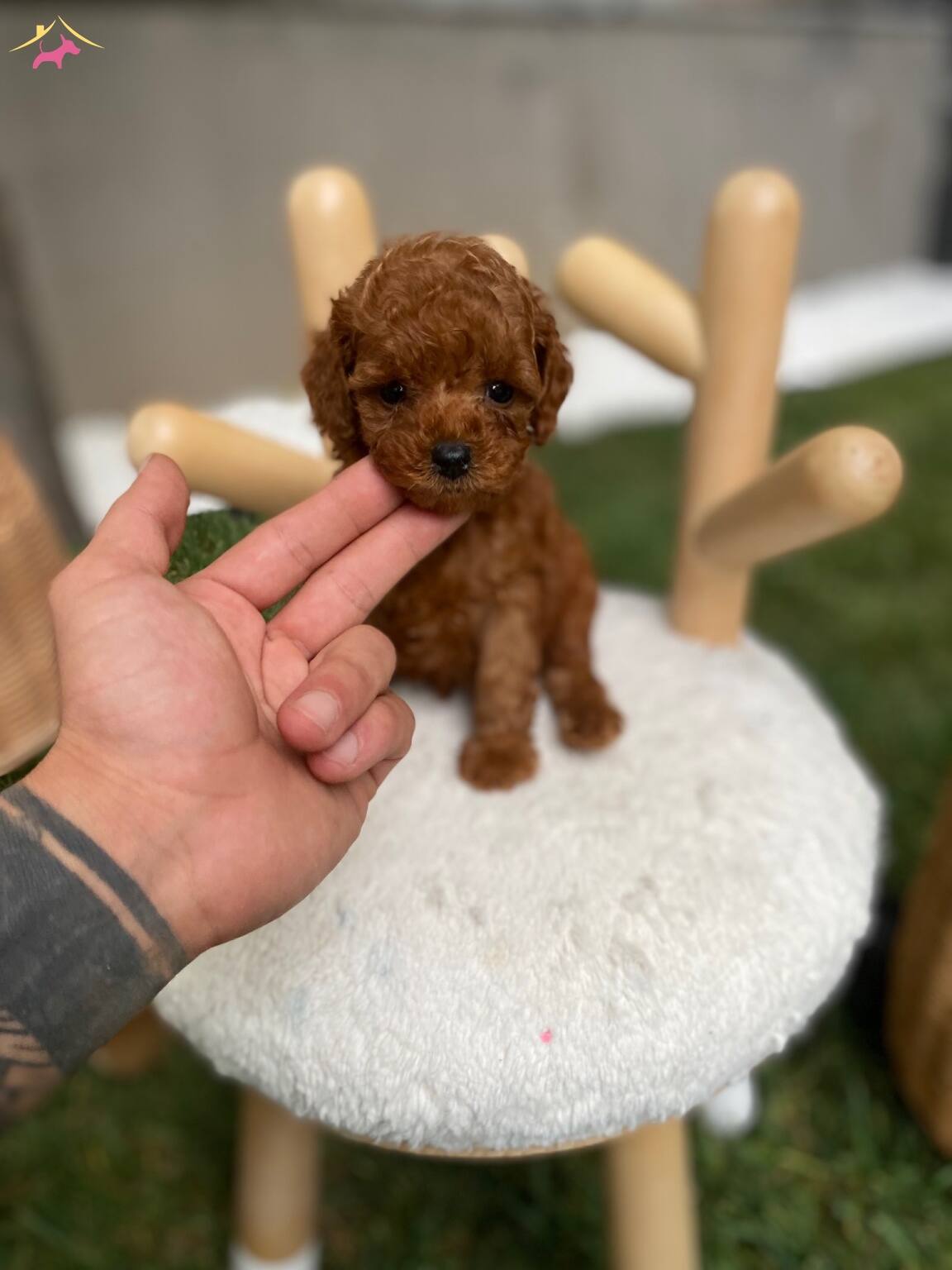 Kore Teacup Tedy Poodle Yavrularım