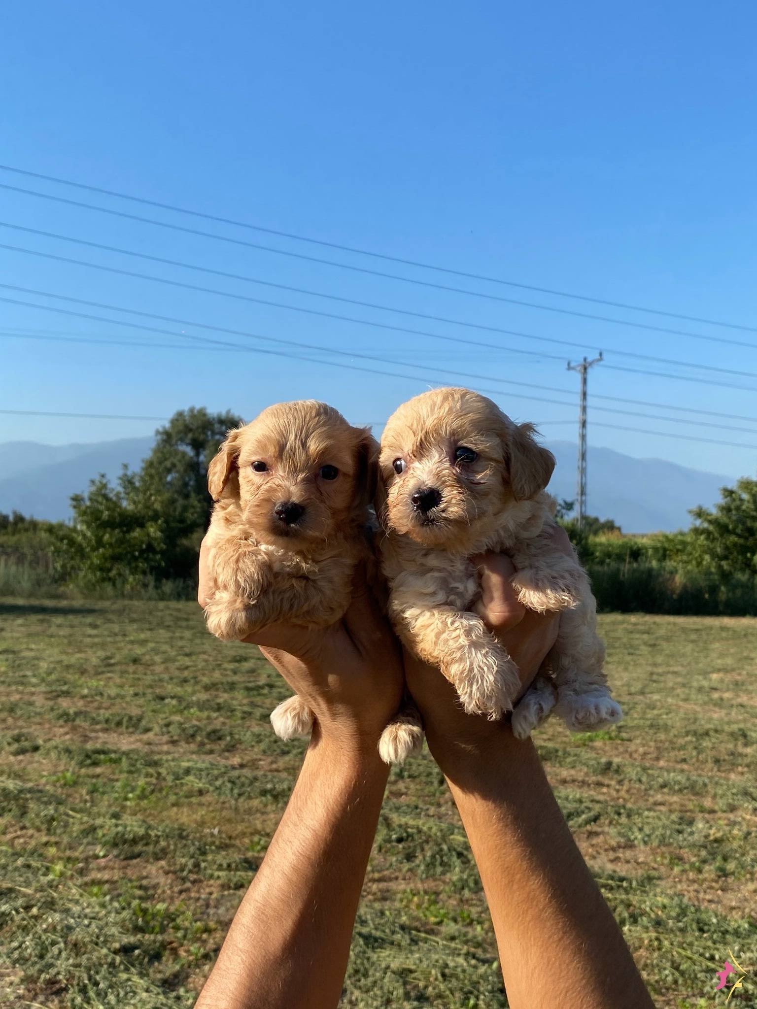 Şirin Maltipoo Bebekler