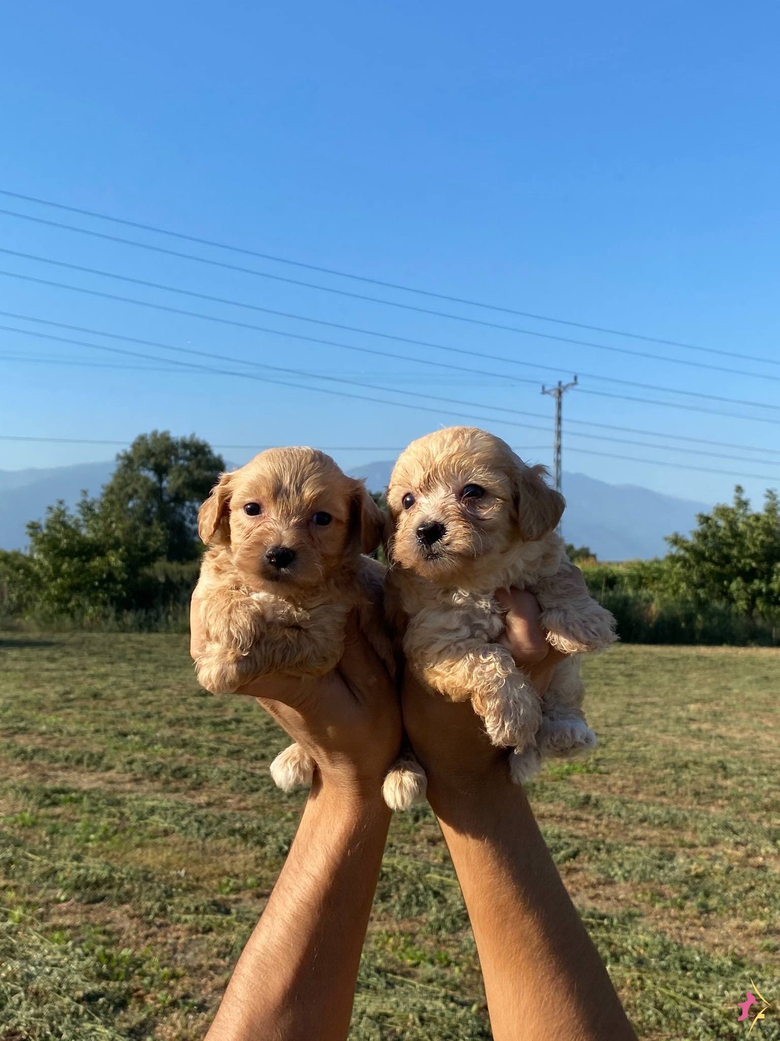Şirin Maltipoo Bebekler