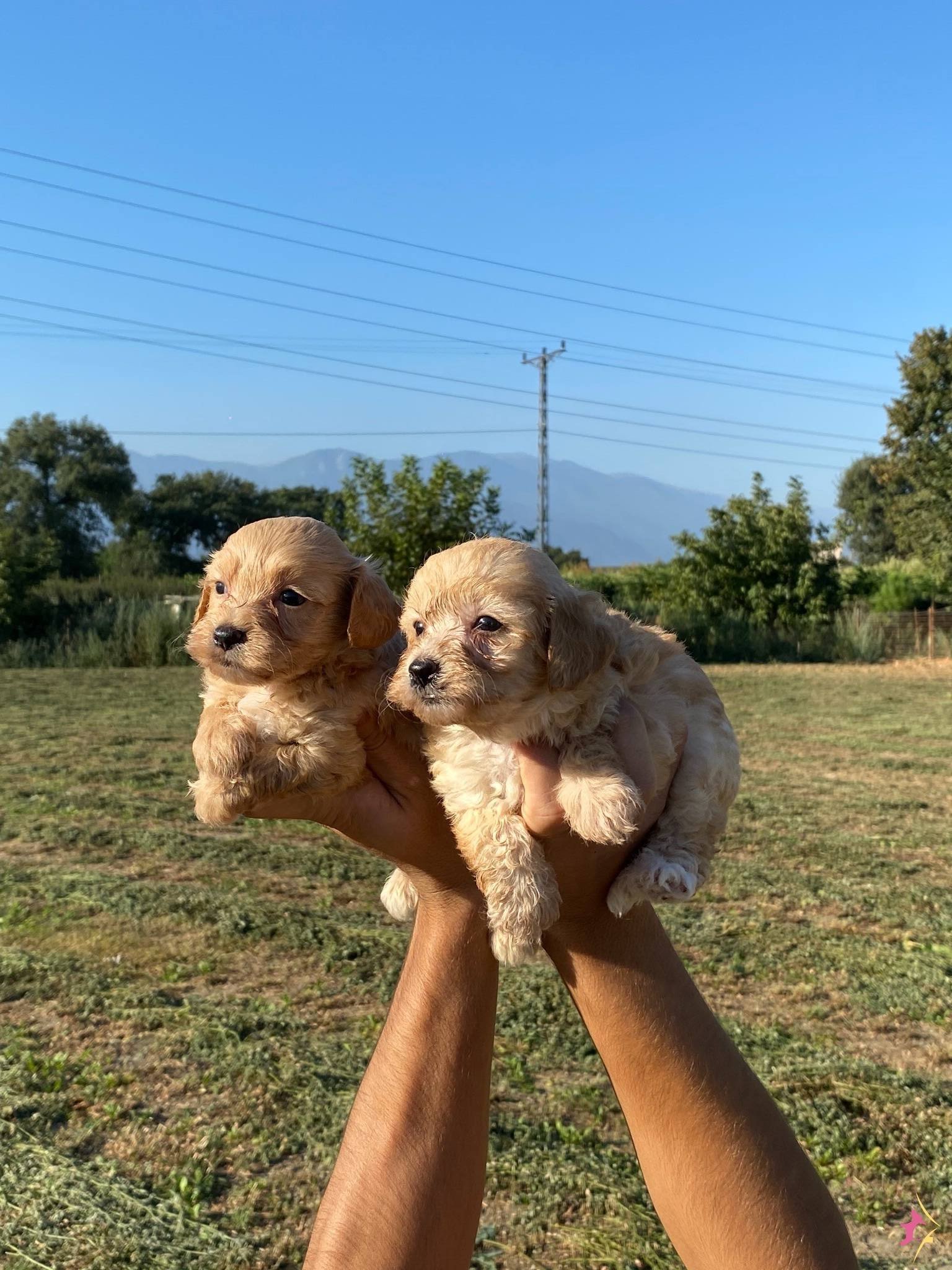 Şirin Maltipoo Bebekler