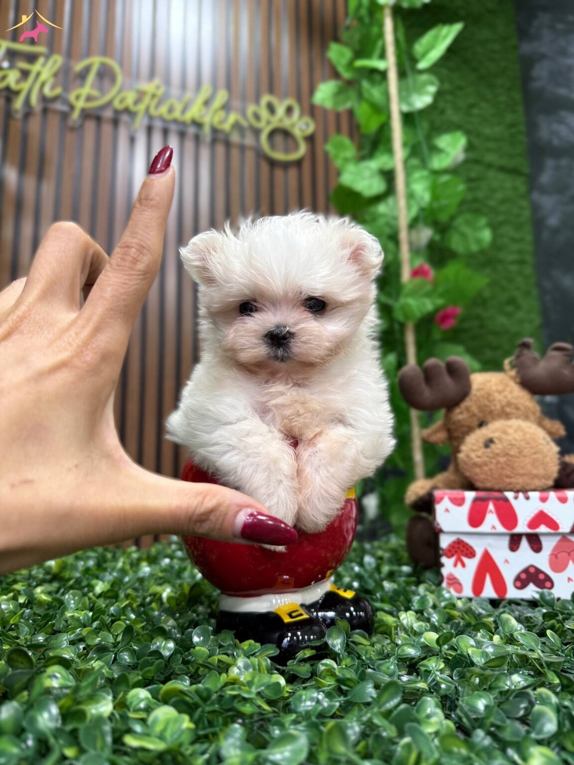 En Kucuk Boy Kore Maltese Tintin