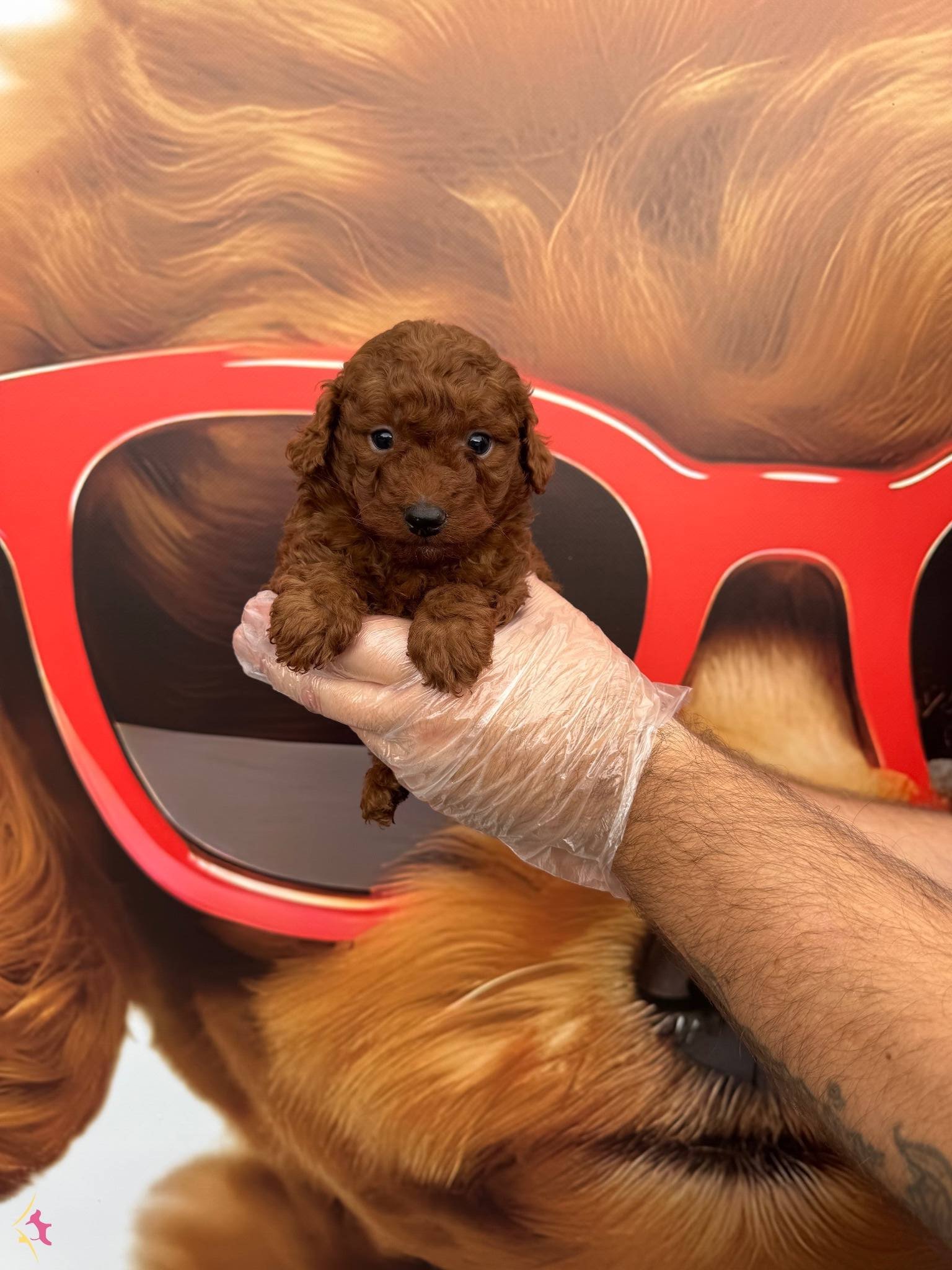 Gerçek Dark Red Browne Toy Poodle Bebeklerimiz