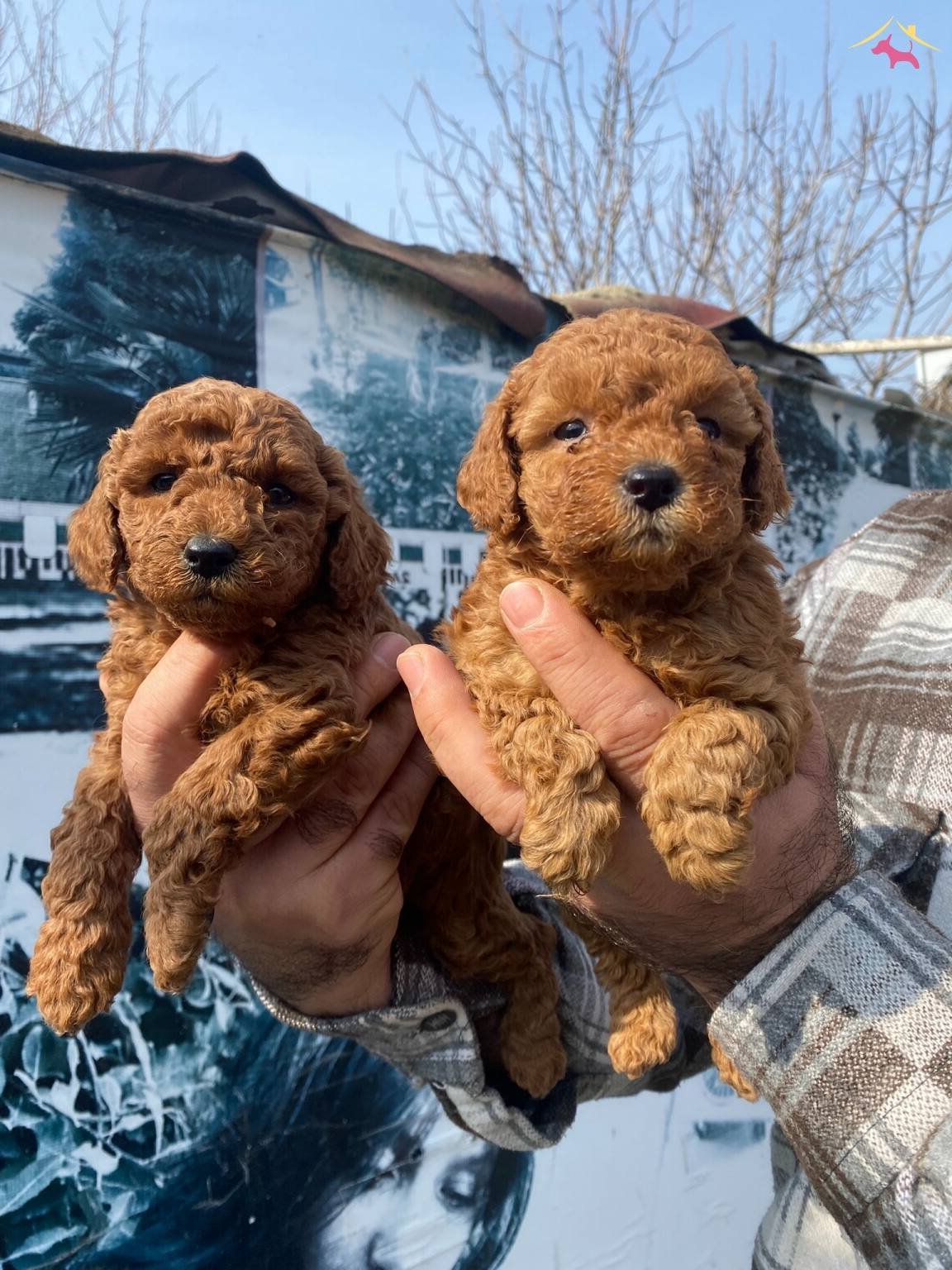 Ufacık Toy Poodle Yavrularım