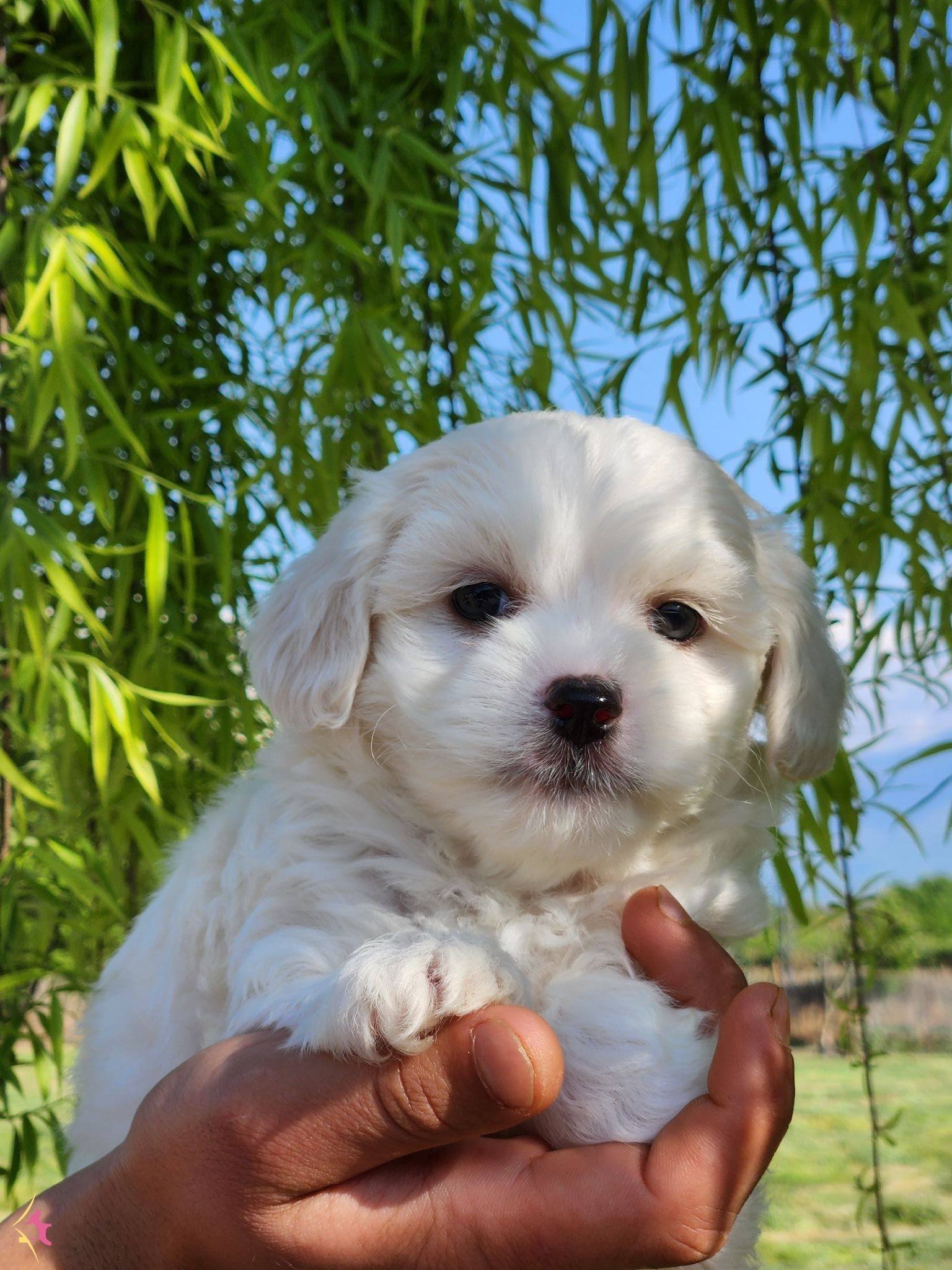 Numara Maltese Terrier Bebekler