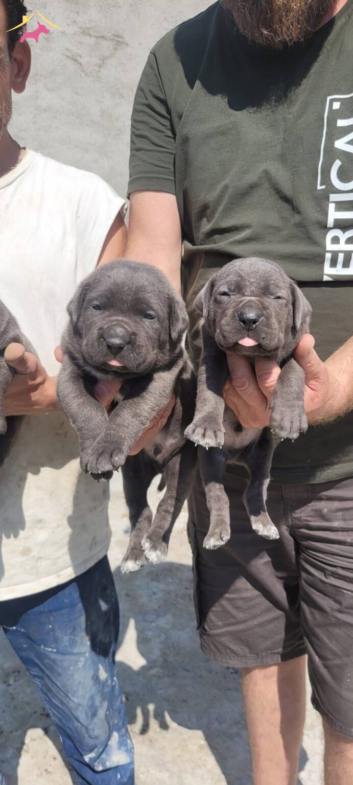 Iri Kafa Cane Corso Bebekler