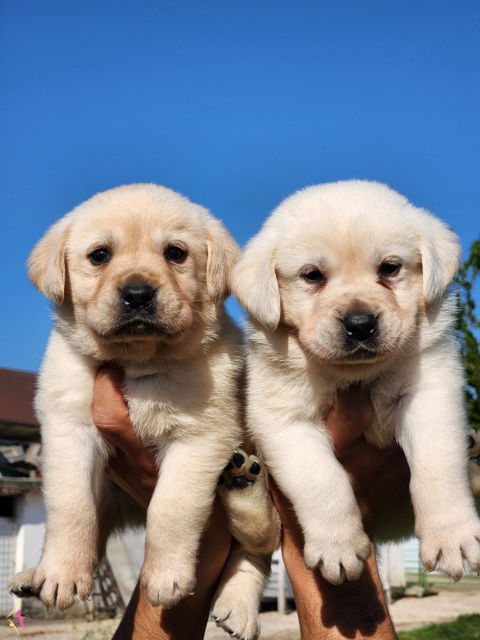 A Kalite Labrador Bebekleri