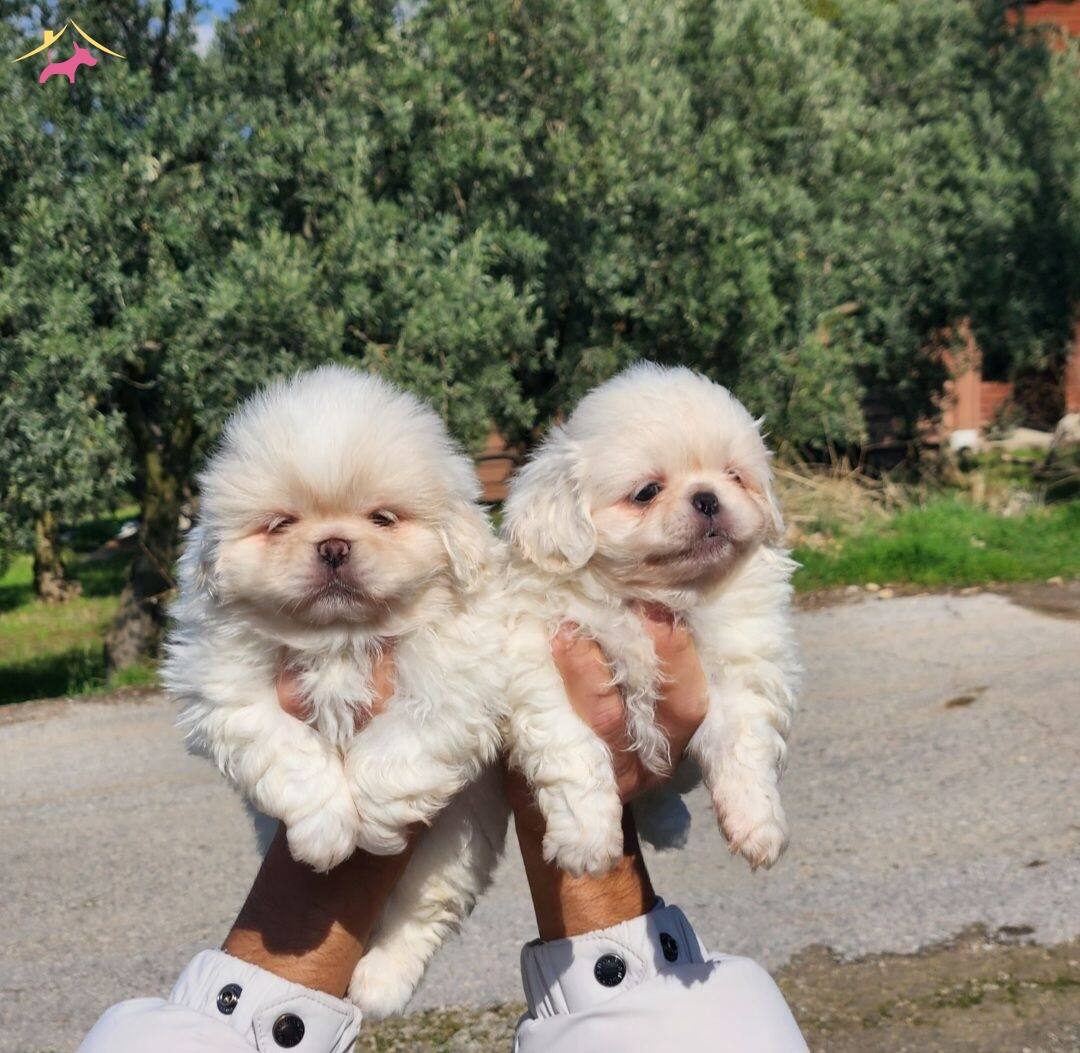 Mini Boy Pekinez Bebekler