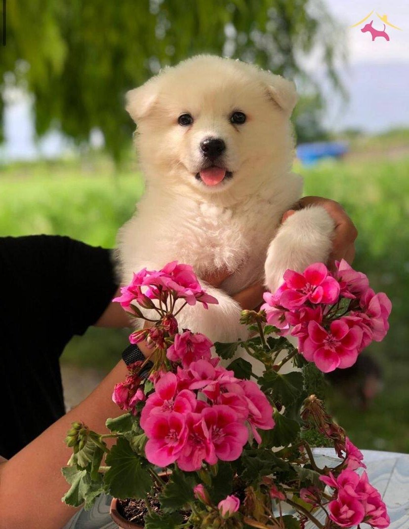 A Kalite Samoyed Bebeklerimiz
