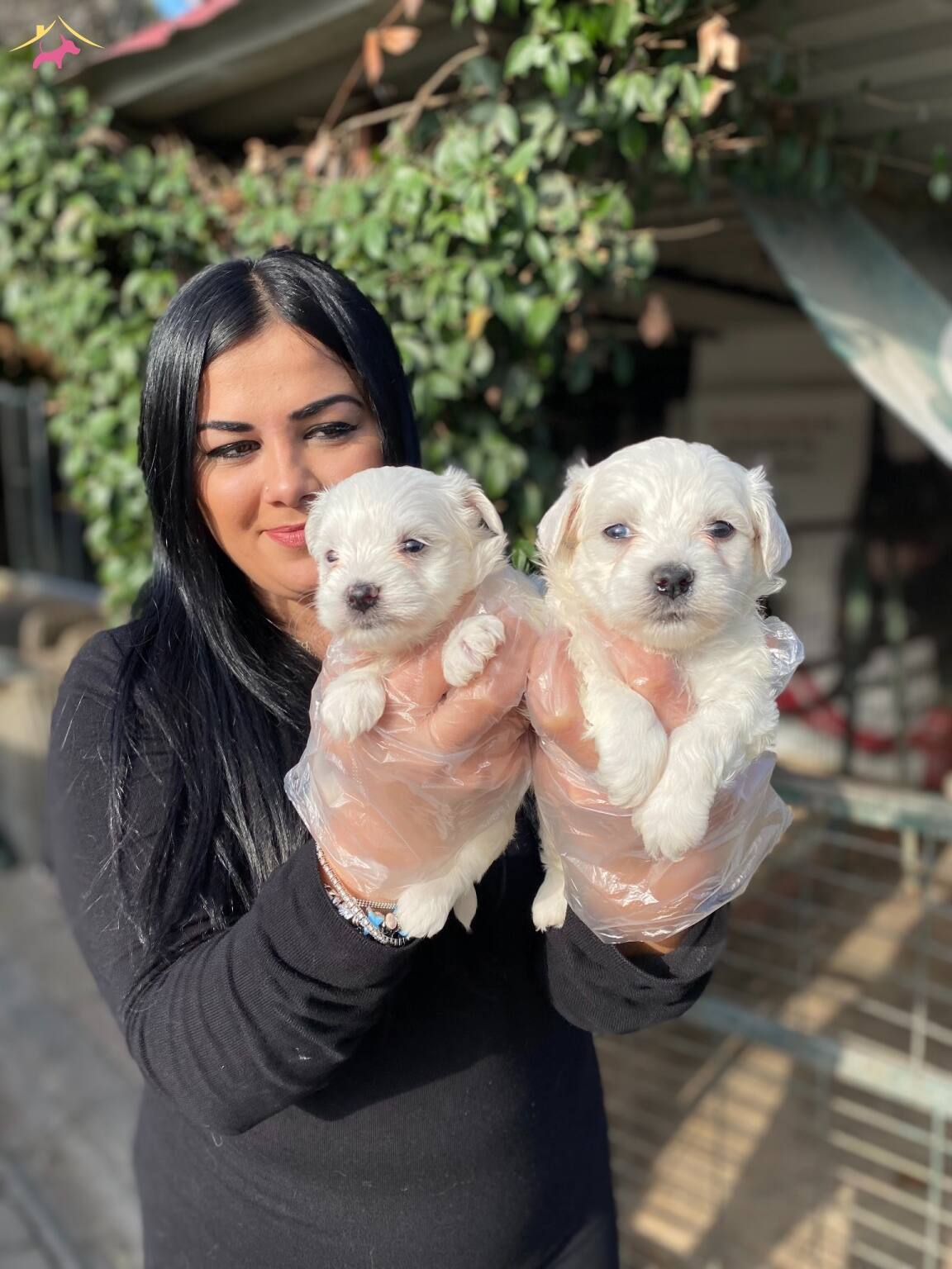 Safkan Maltese Terrier Yavrularımiz