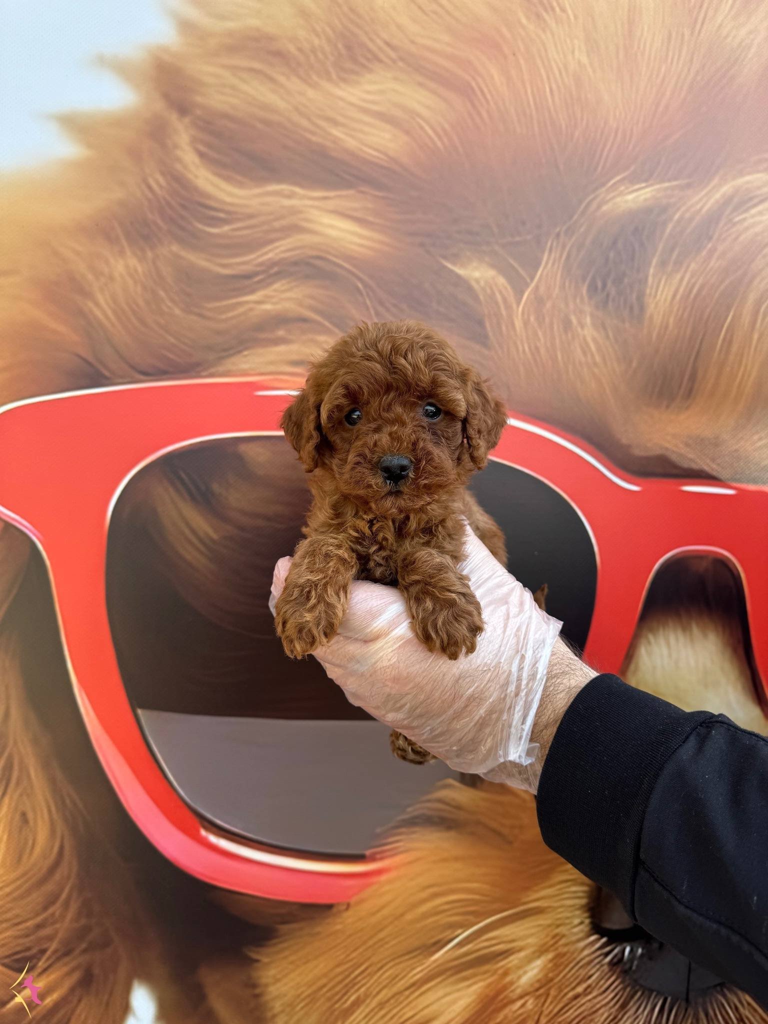 Red Browne Orjinal Toy Poodle Yavrularımiz
