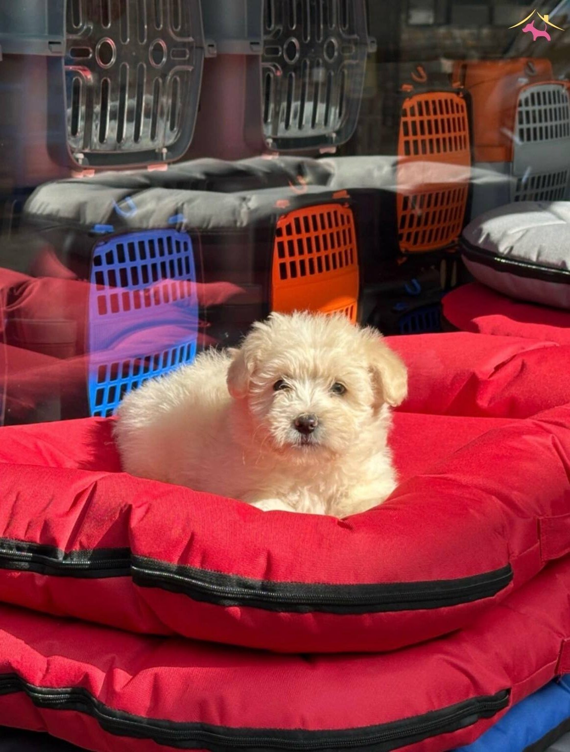 Maltipo Cinsi Güzellerimiz