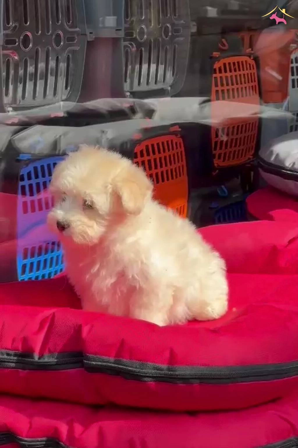 Maltipo Cinsi Güzellerimiz