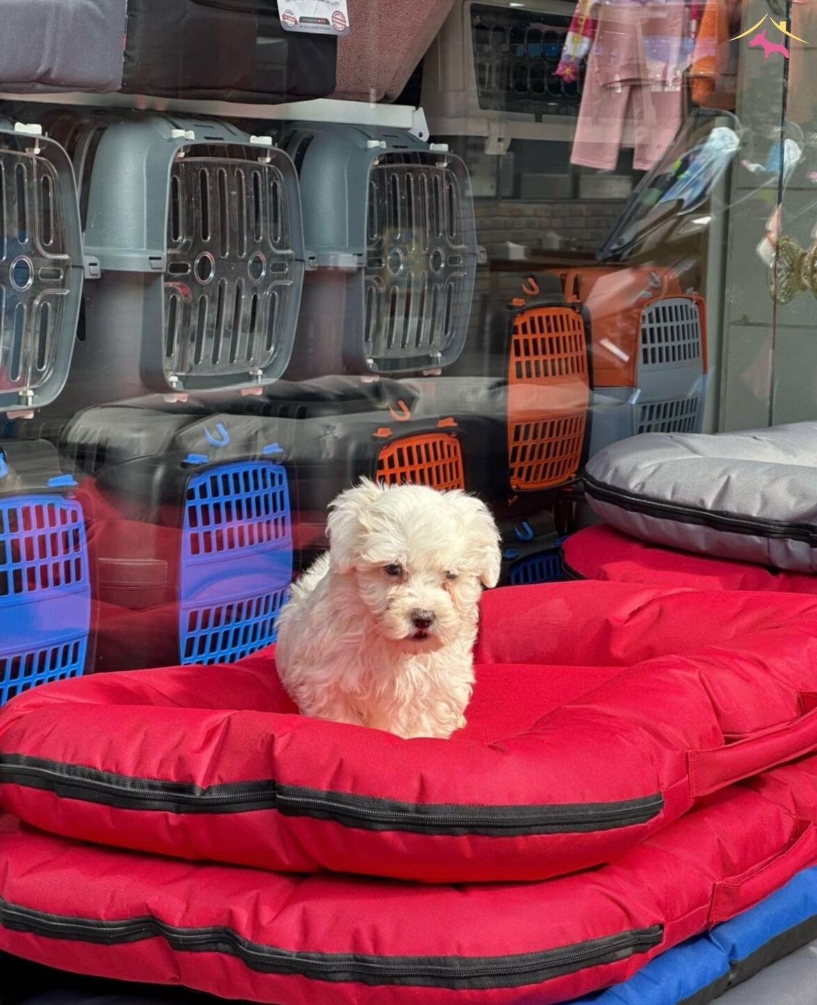 Maltipo Cinsi Güzellerimiz