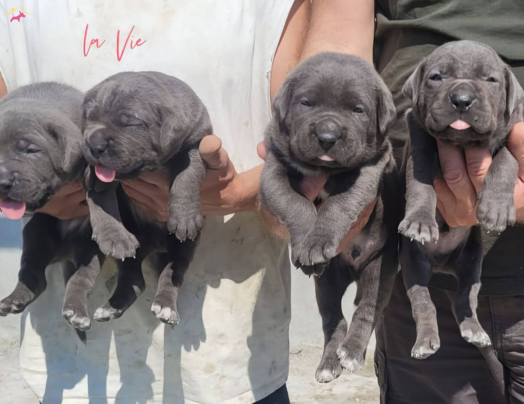 Koca Kafa Cane Corso Bebeklerimiz