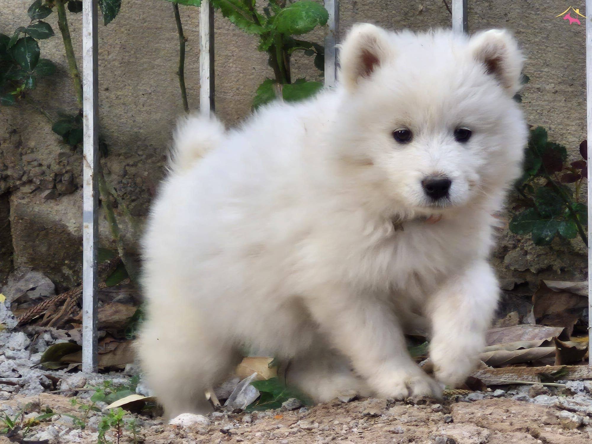 A Kalite Samoyed Yavrular