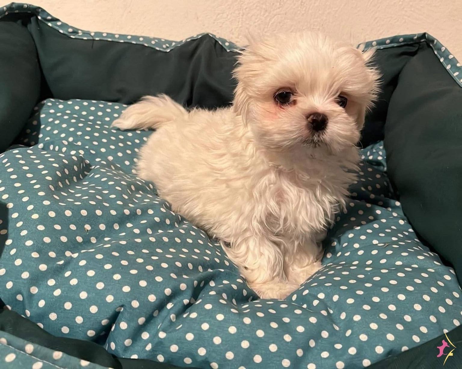 Maltese Mini Puppy Yavrularımız