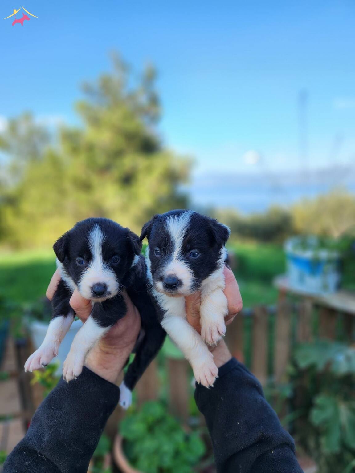 A Kalite Border Collie Yavrular