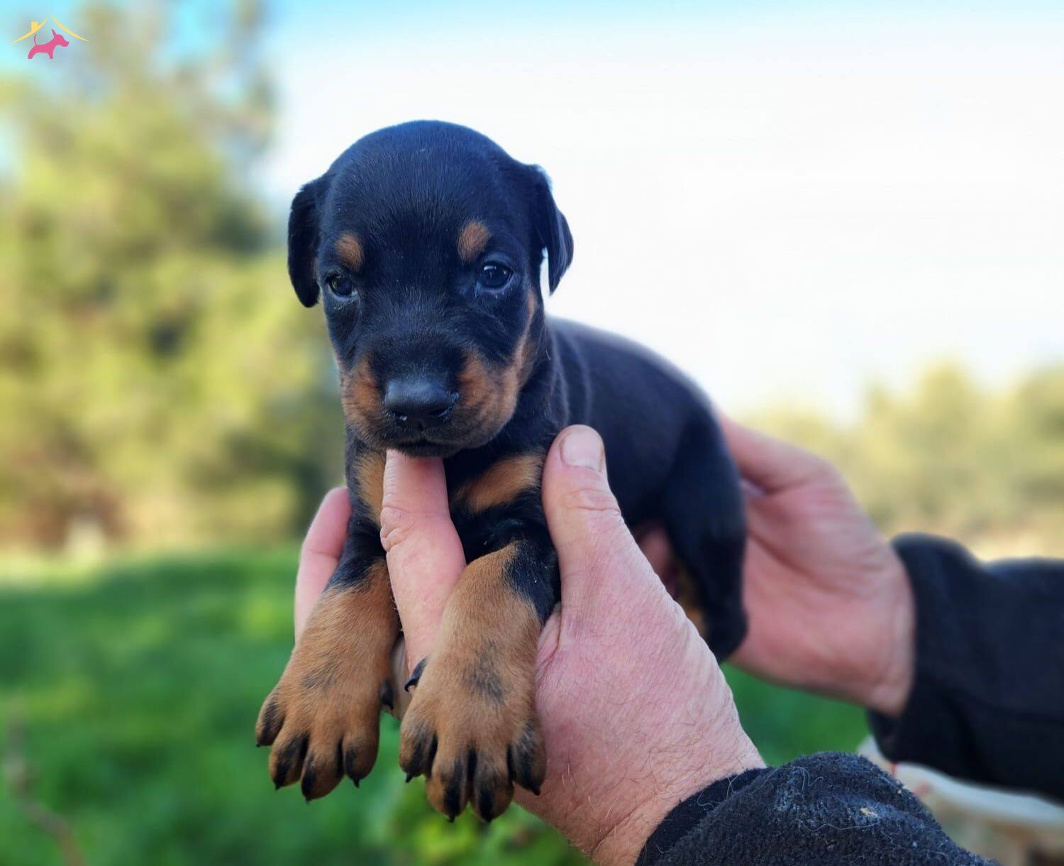 Son 1 Adet A Kalite Doberman bebeğim
