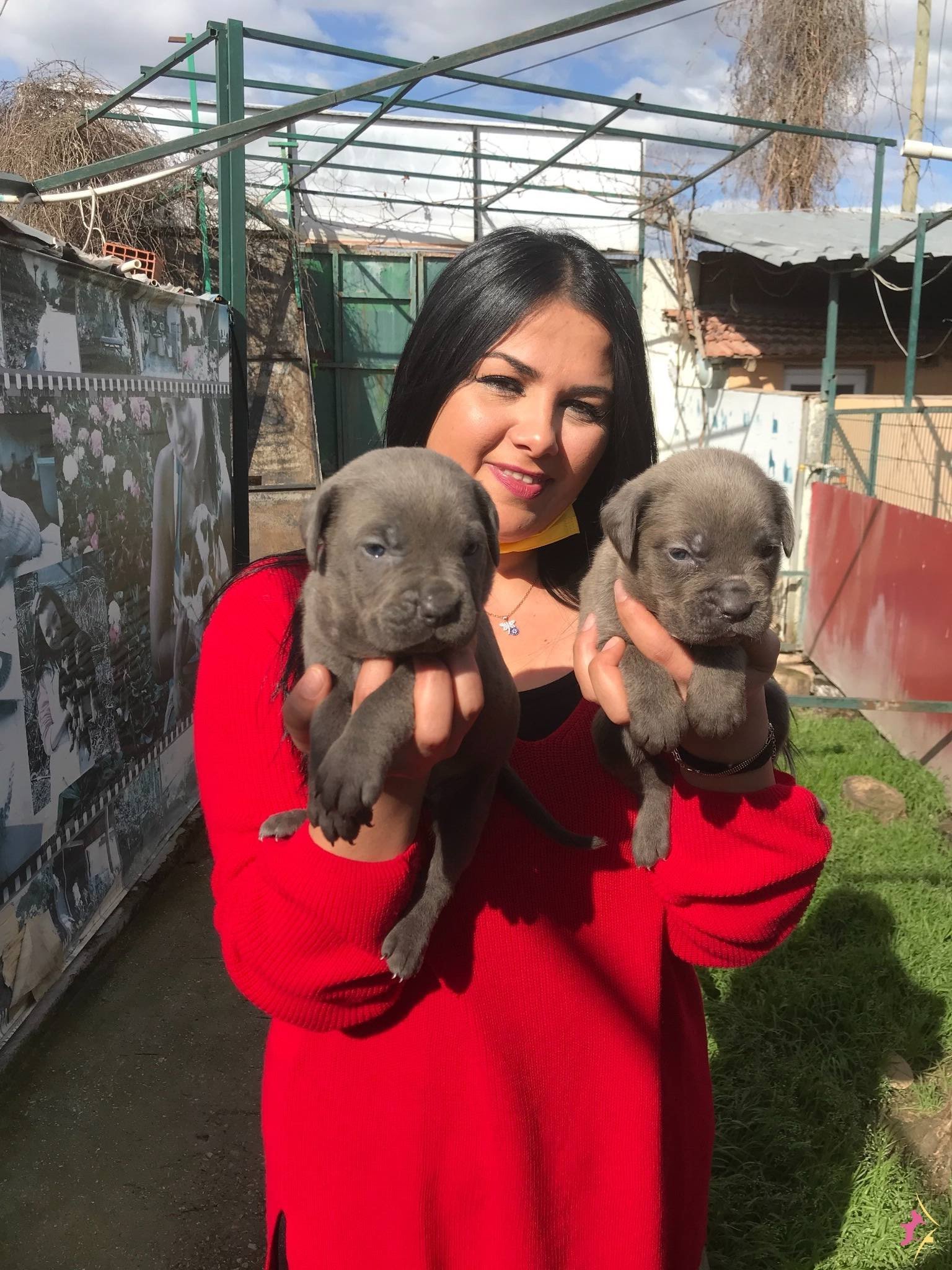 Cane Corso Yavrularımiz
