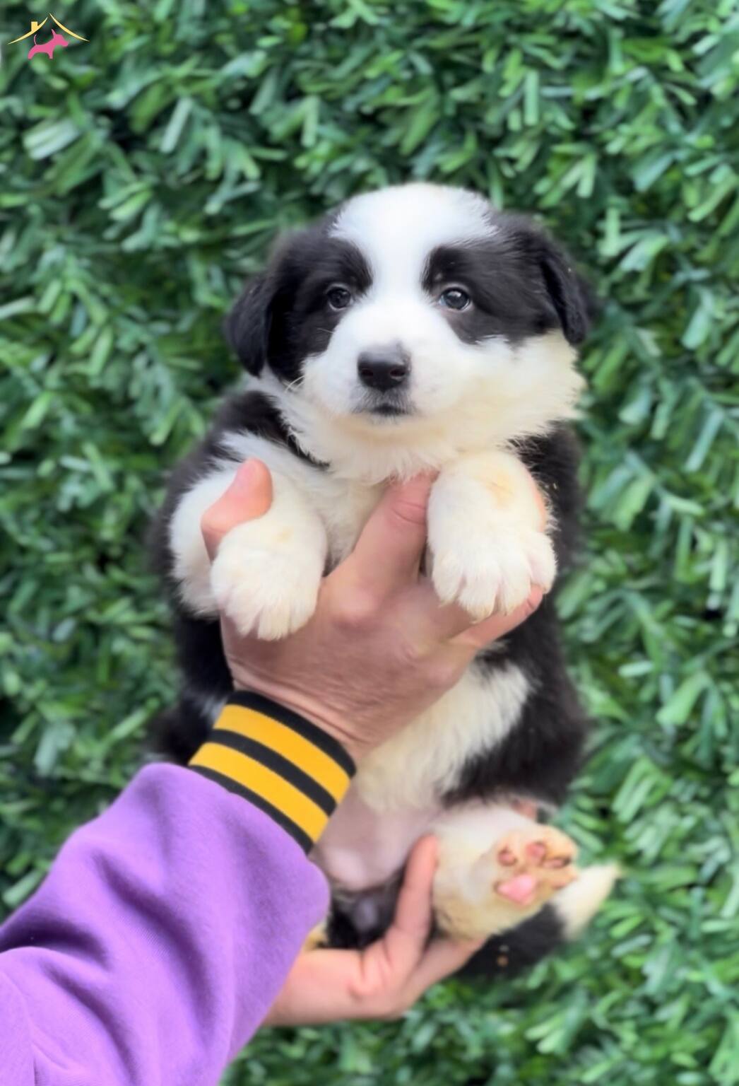 Zeka Kupu Irk Garantili Border Collie Yavrular