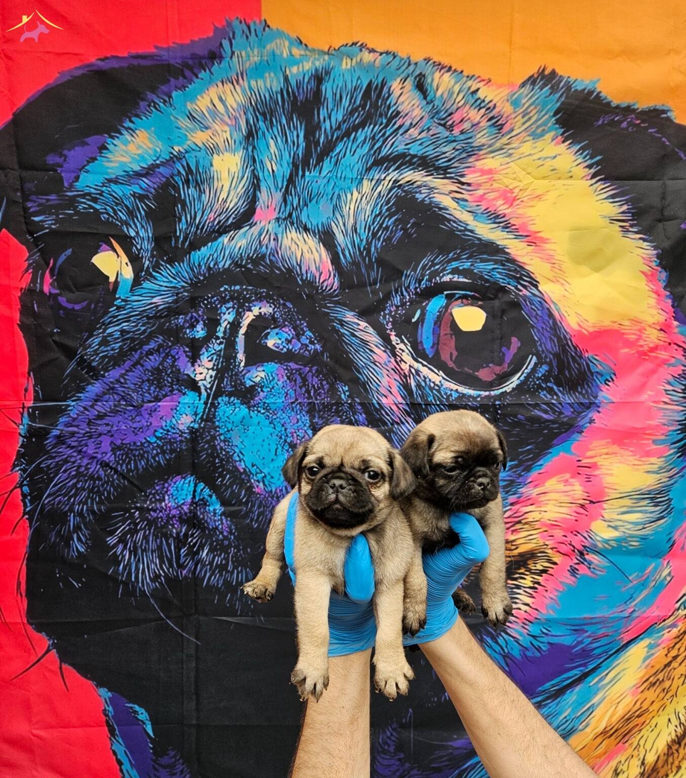 Disi Erkek Pug Mobs Yavrularımiz