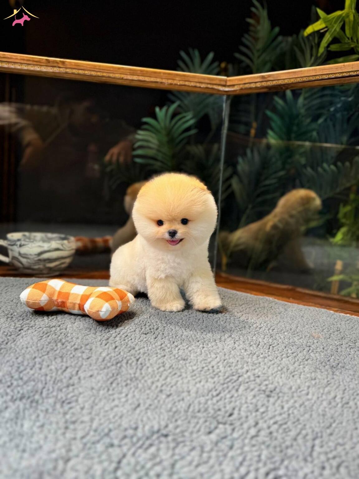 Tcup Pomeranian Boo Yavrularımız