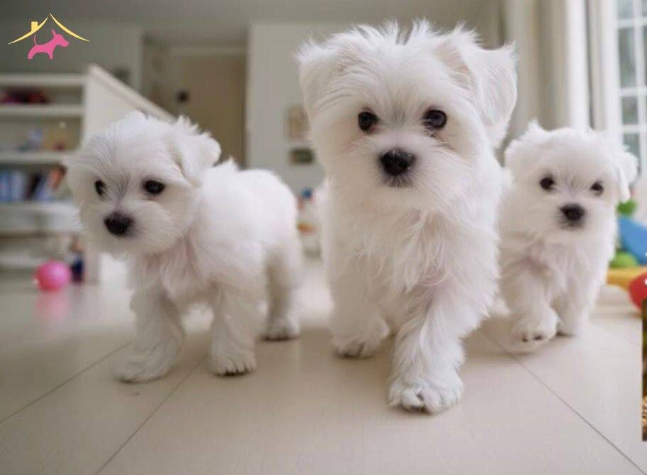 Mini Boy A Kalite Kore Maltese Bebekler