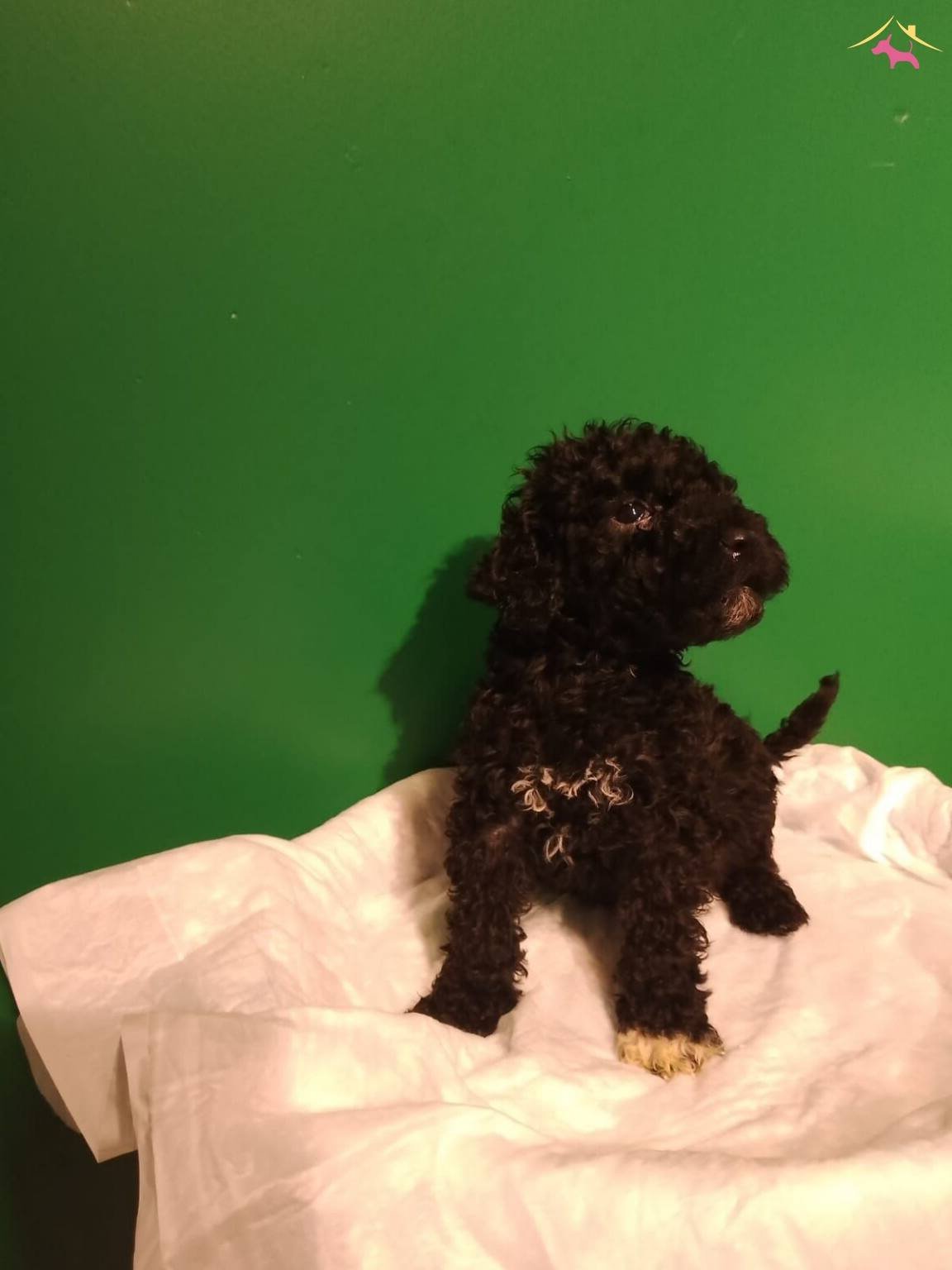 Mini Siyah Toy Poodle Yavrularımız