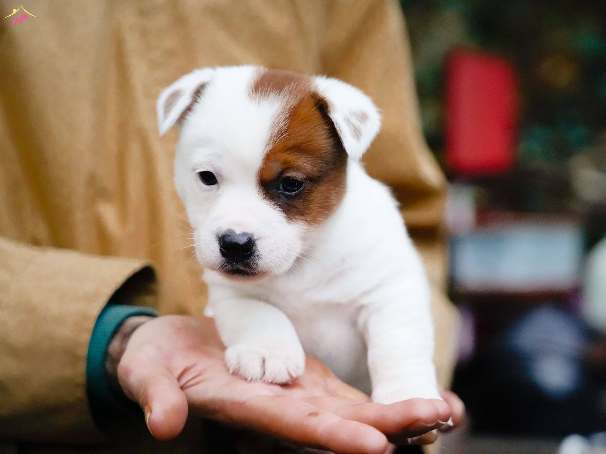 Fci Şecereli Nadir Soy, Safkan Jack Russell Terrier Erkek