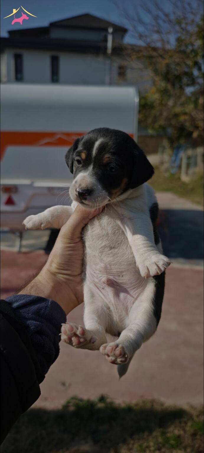 Fırlama Jack Russel Show Kalite