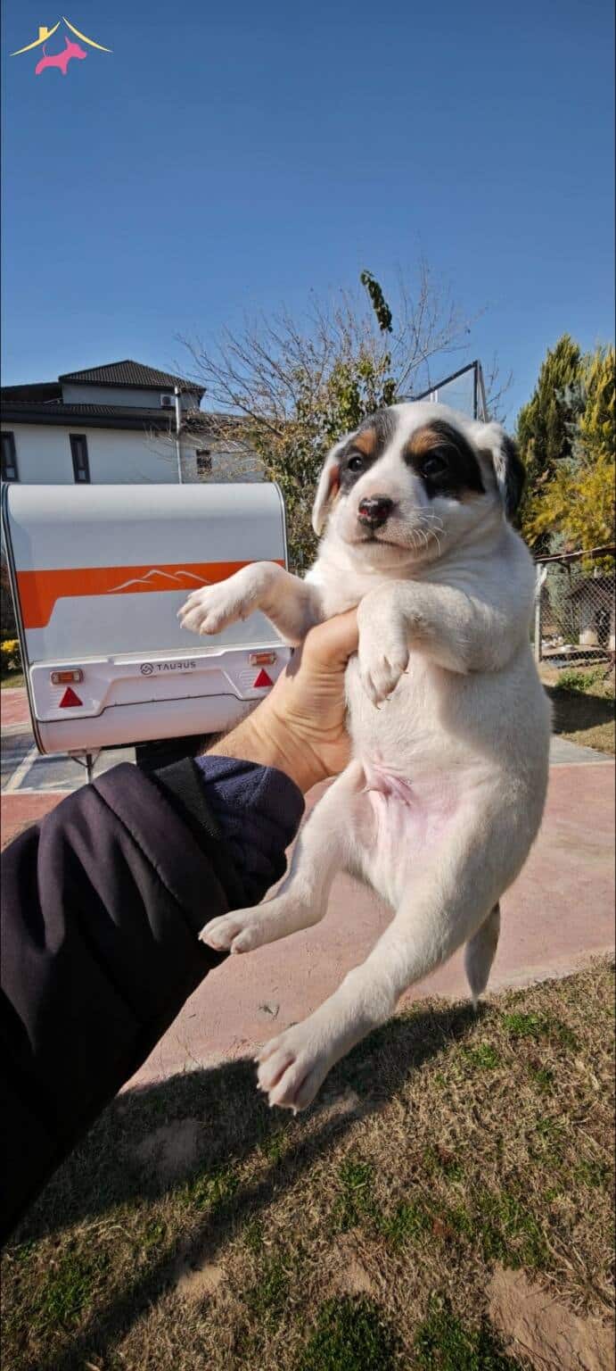 Fırlama Jack Russel Show Kalite