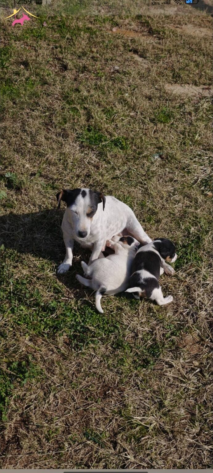 Fırlama Jack Russel Show Kalite