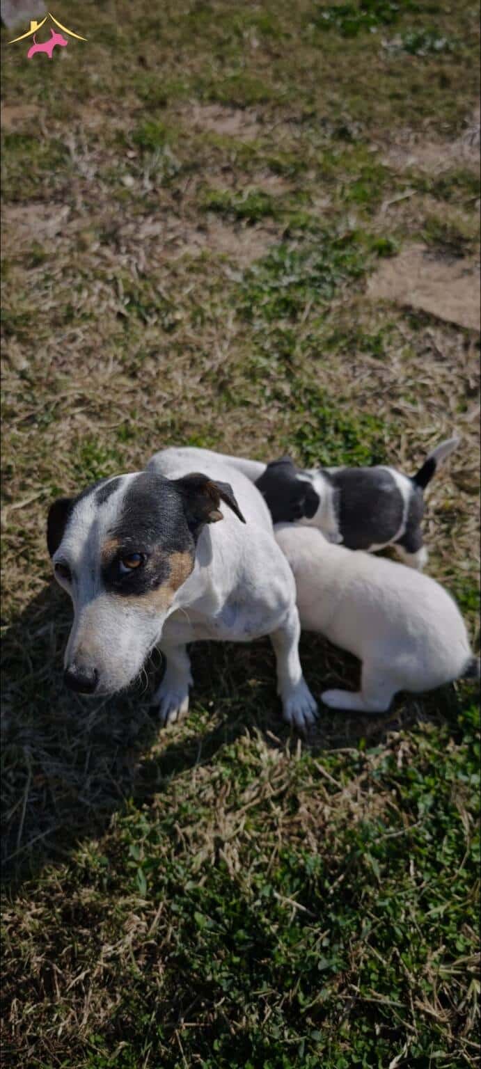 Fırlama Jack Russel Show Kalite