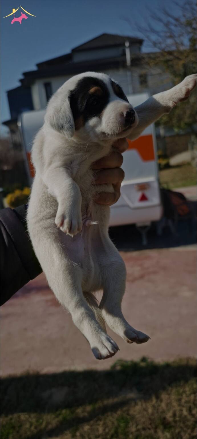 Fırlama Jack Russel Show Kalite
