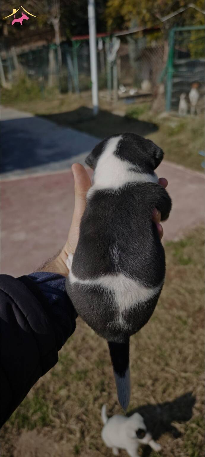 Fırlama Jack Russel Show Kalite